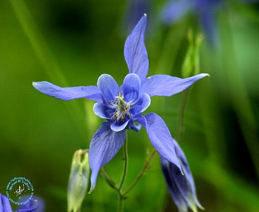 Flower 9M14D-24.JPG